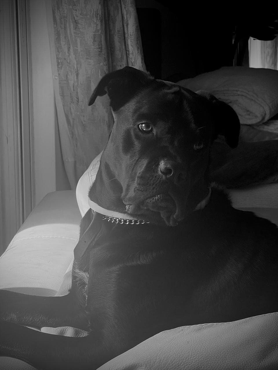 Nemesis - Director of Internal Justice & Loyalty Enforcement at George Yachts